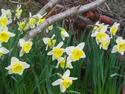 Country Daffodils
Picture # 2528

